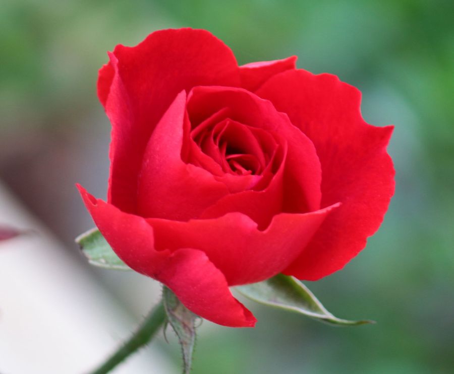 【献上一朵美丽的玫瑰花，祝大家周末愉快摄影图片】生态摄影_太平洋电脑网摄影部落
