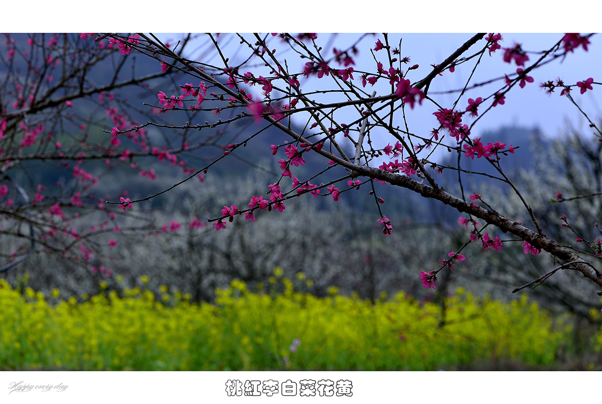 桃红李白菜花黄