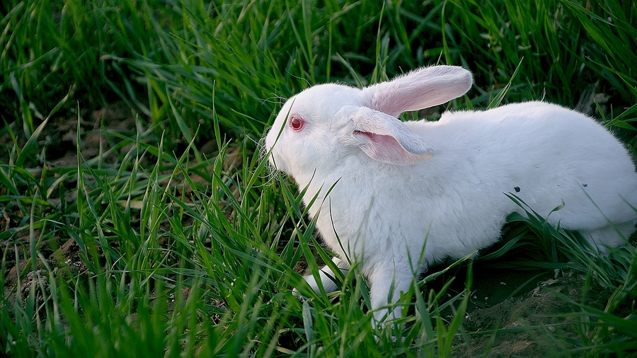 【 生态养殖--獭兔摄影图片】生态摄影_太平洋电脑网摄影部落