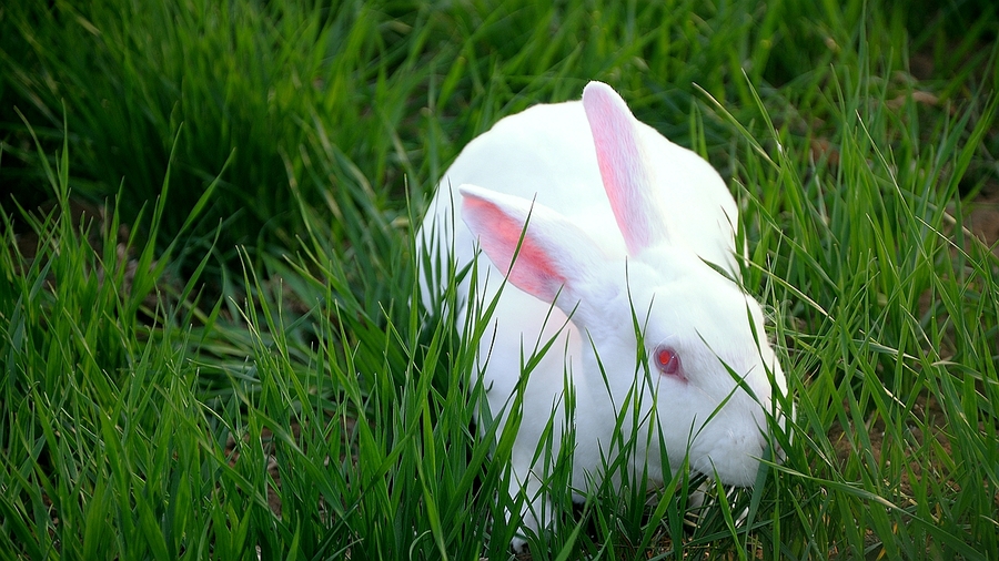 【 生态养殖--獭兔摄影图片】生态摄影