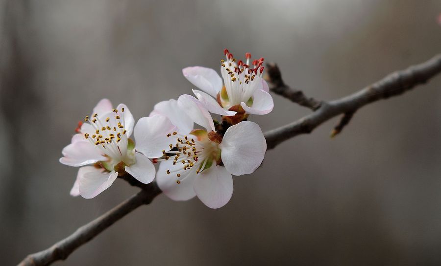 山桃花_山桃花观后感