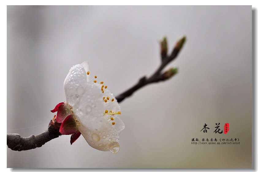 杏花.春雨.