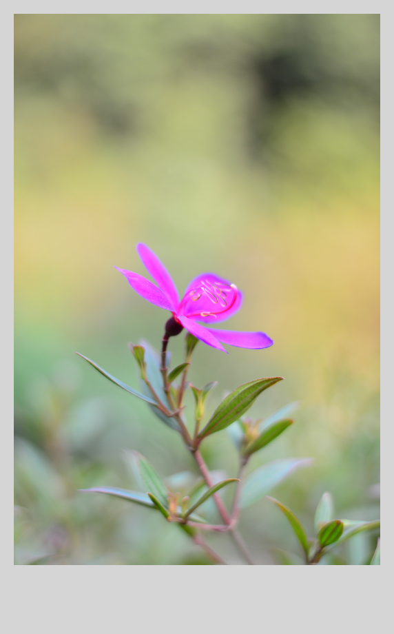 一枝花