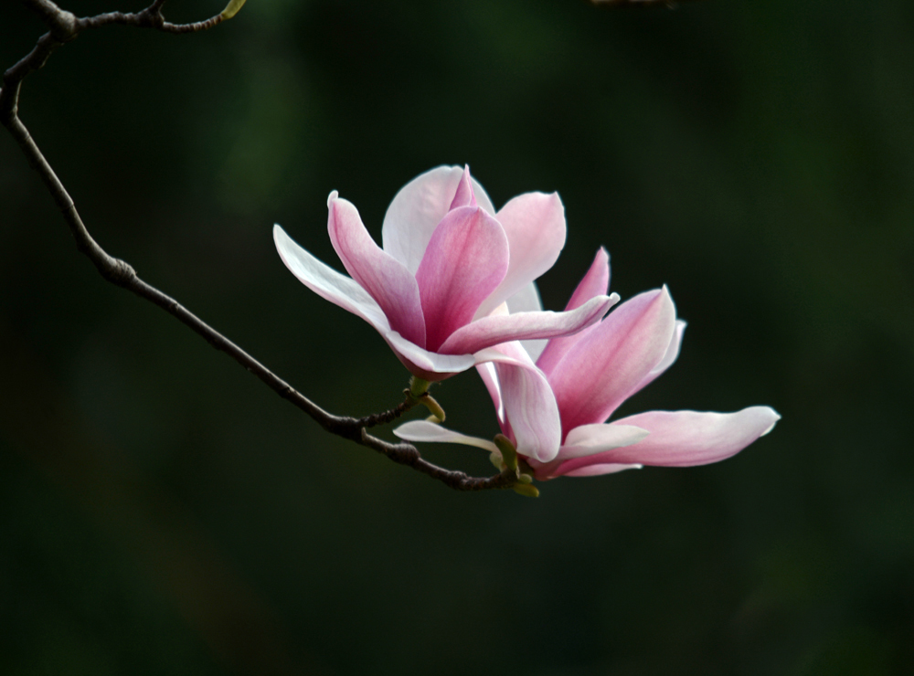 紫色的玉兰花 [又名 -辛荑]