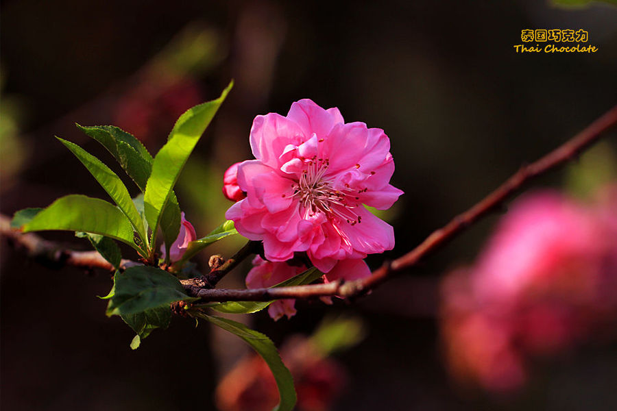 桃花嫣红