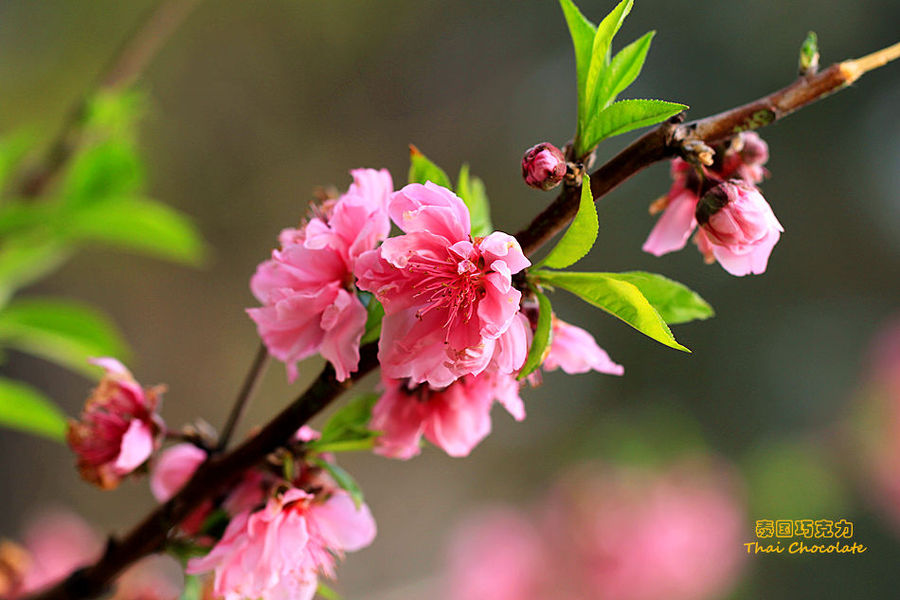 桃花嫣红