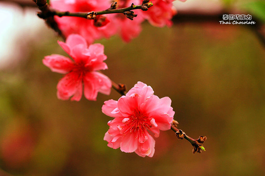 桃花嫣红