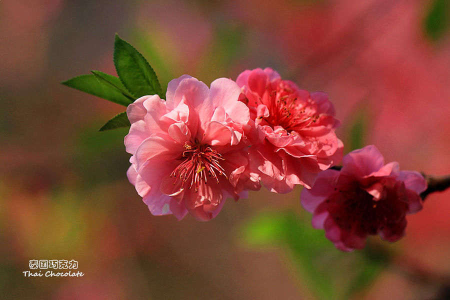 桃花嫣红