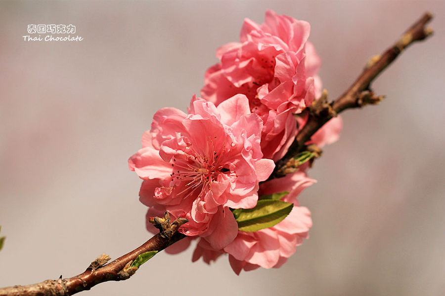 桃花嫣红