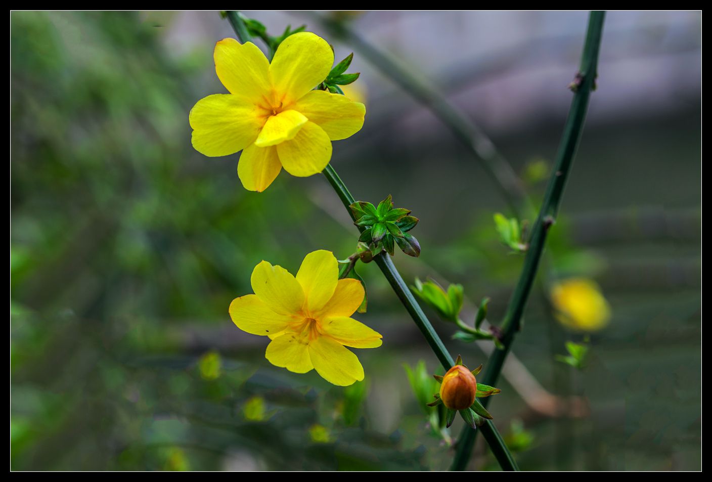 迎春花开