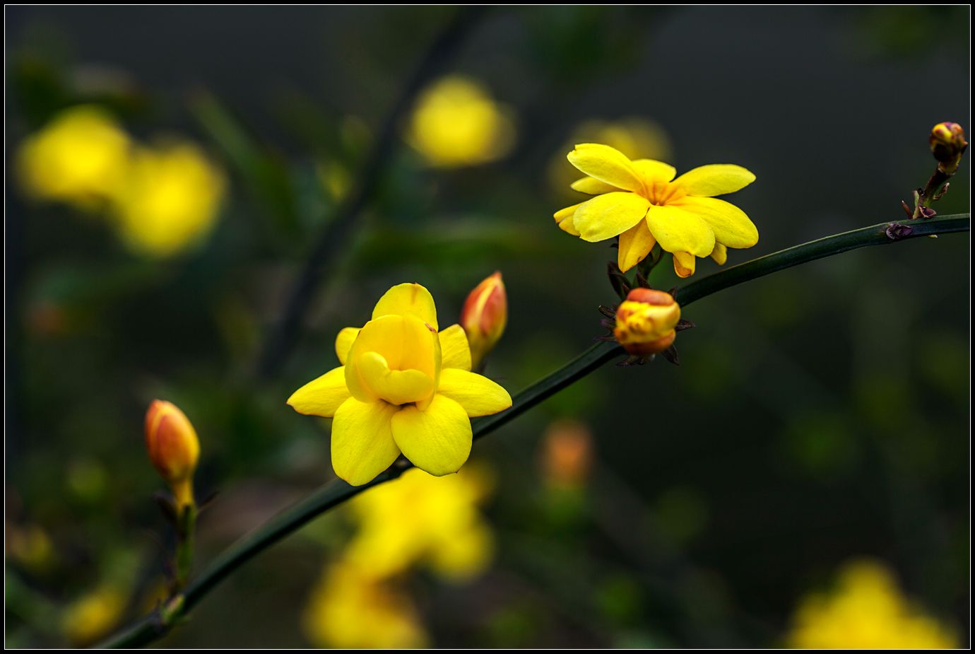 迎春花开