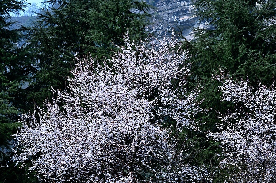 梨花带雨点点泪