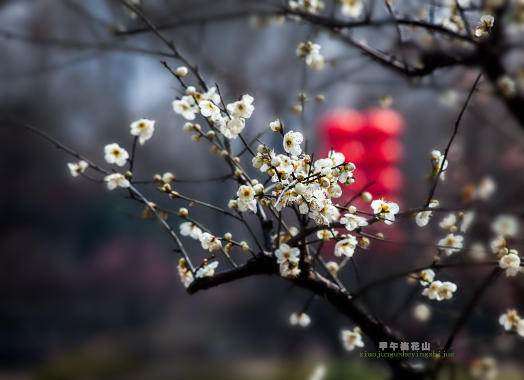 甲午梅花山之二《梅韵凝香》