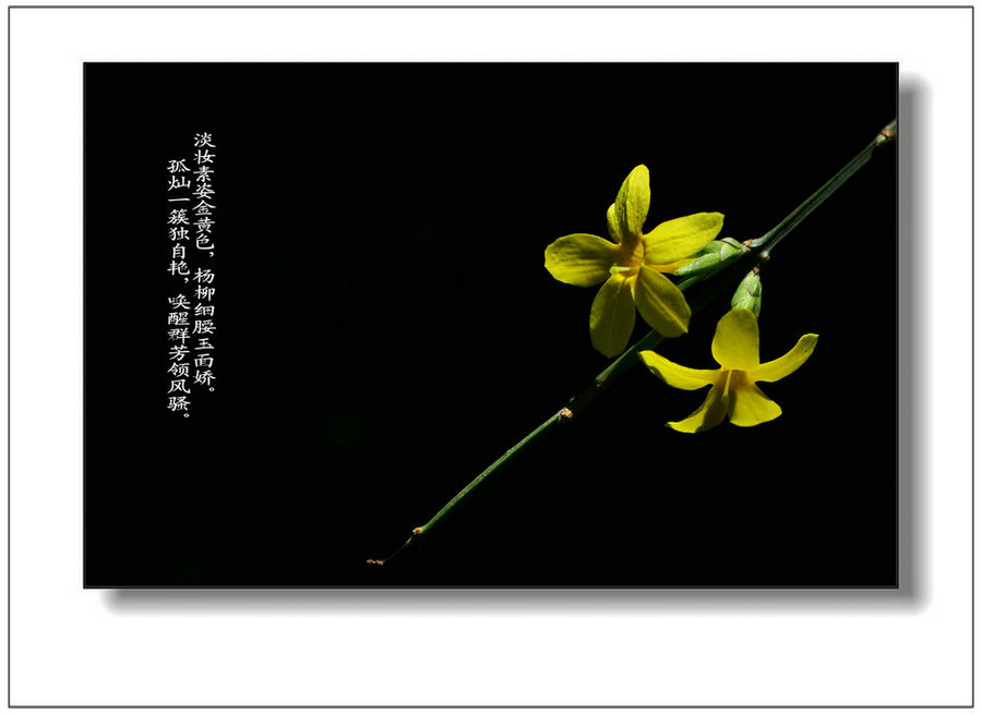 迎春花的传说