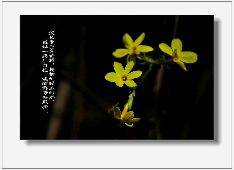 迎春花的传说