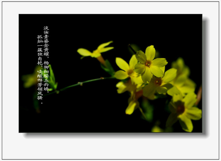 迎春花的传说