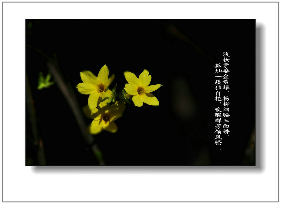 迎春花的传说