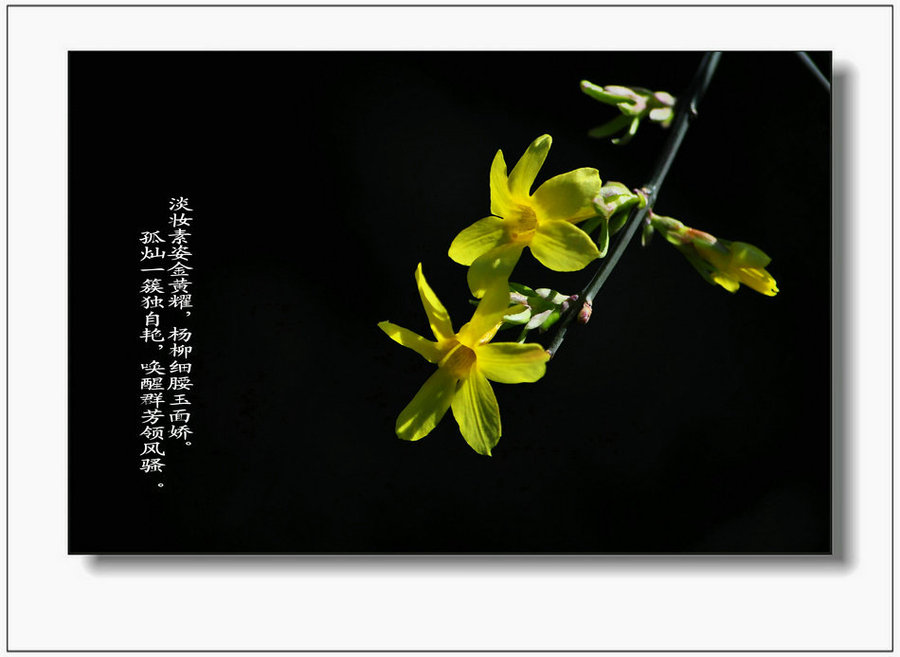 迎春花的传说
