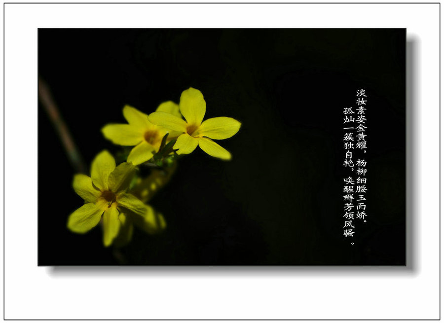 迎春花的传说