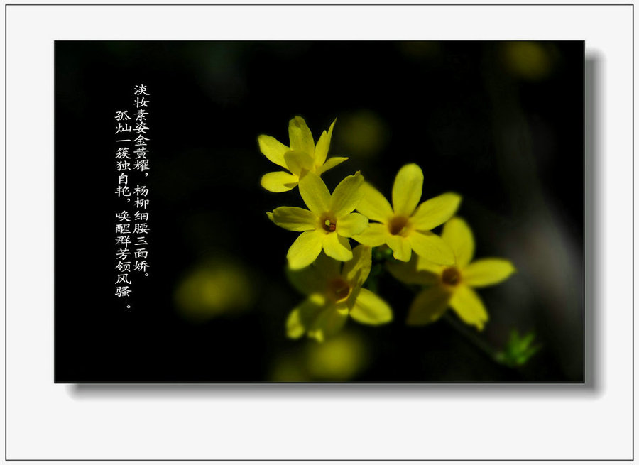 迎春花的传说
