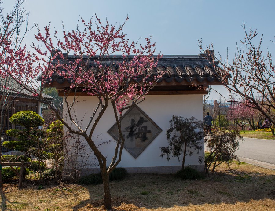 【无锡梅花和樱花,可惜去的太早了点摄影图片