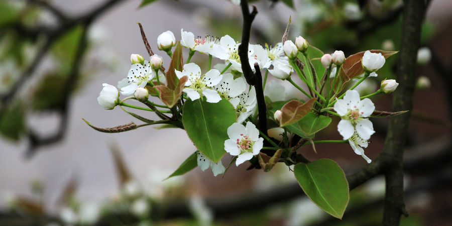 桃李花季