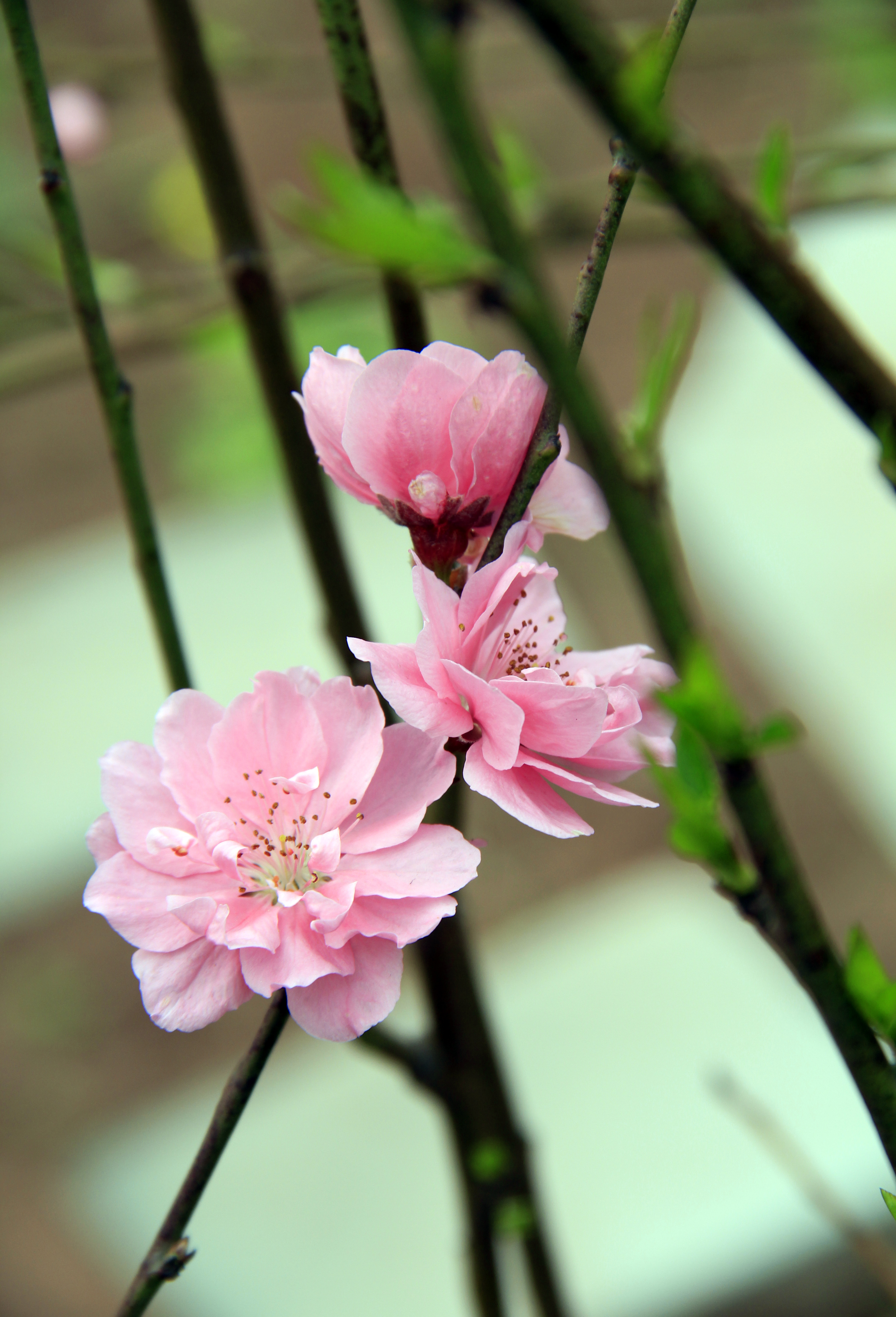 (走马观花)桃花集