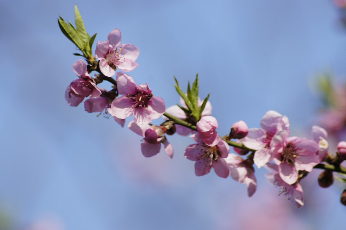 三月桃花开