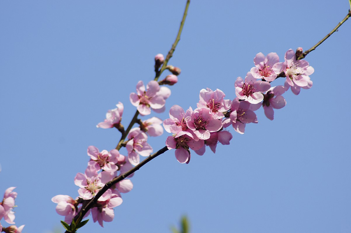 三月桃花开