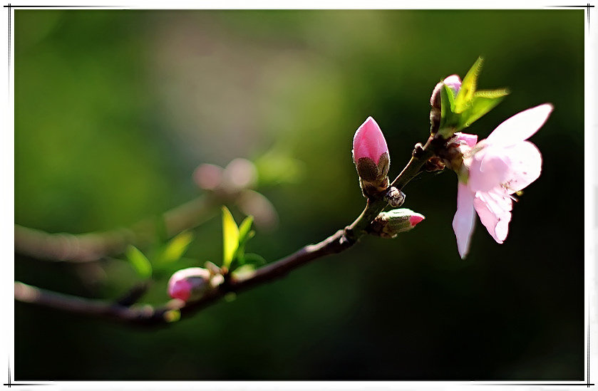 春光明媚春暖花开