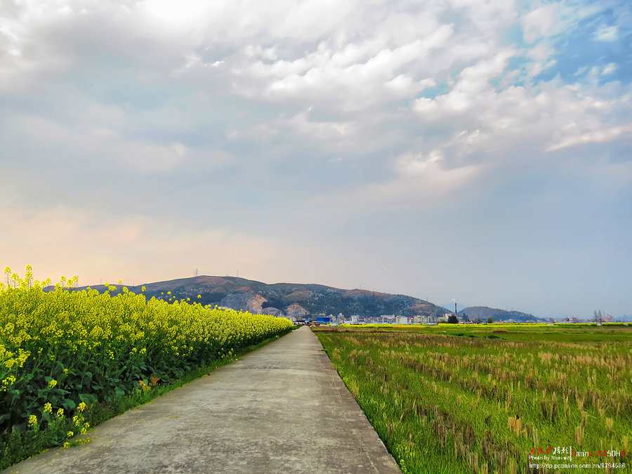 田野