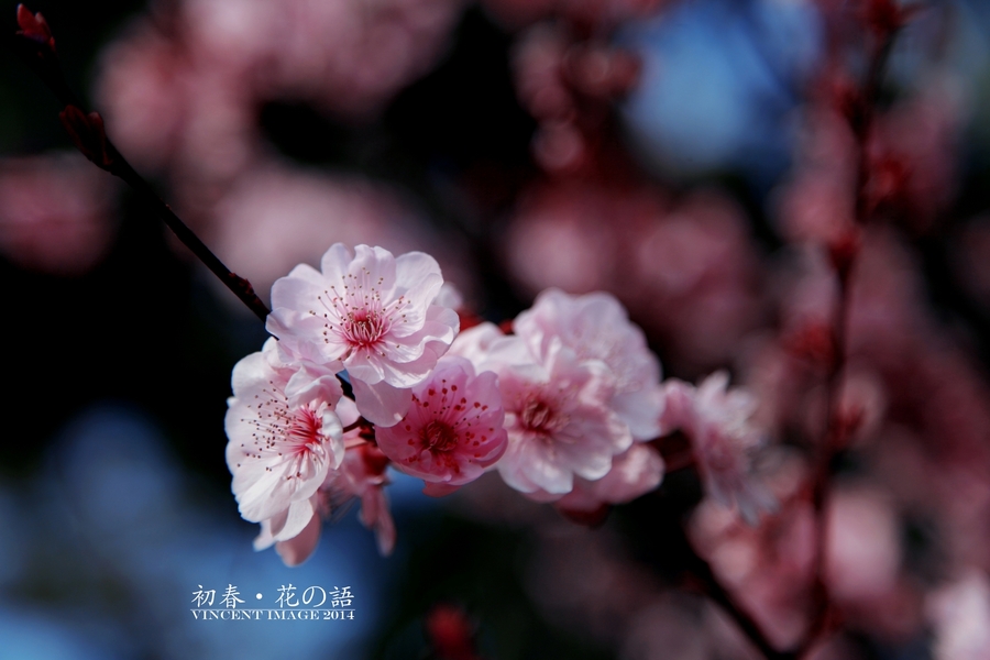 初春·花の语
