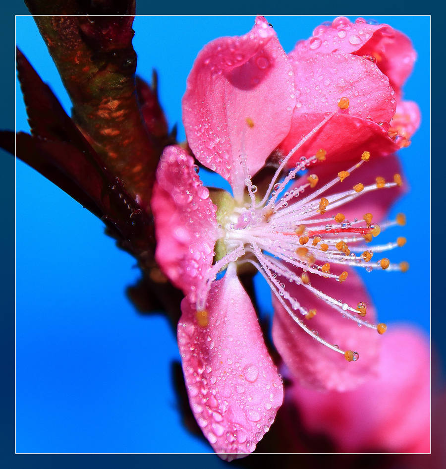 桃花运