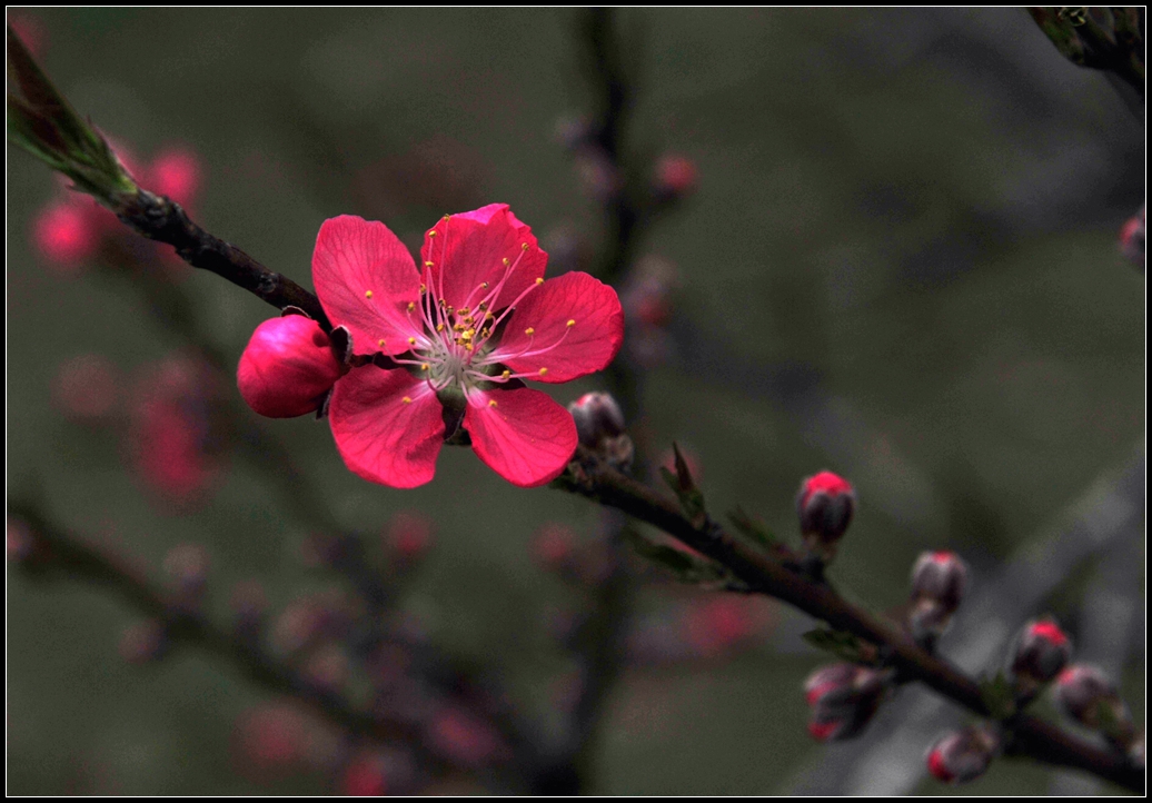 桃花(红色,白色)