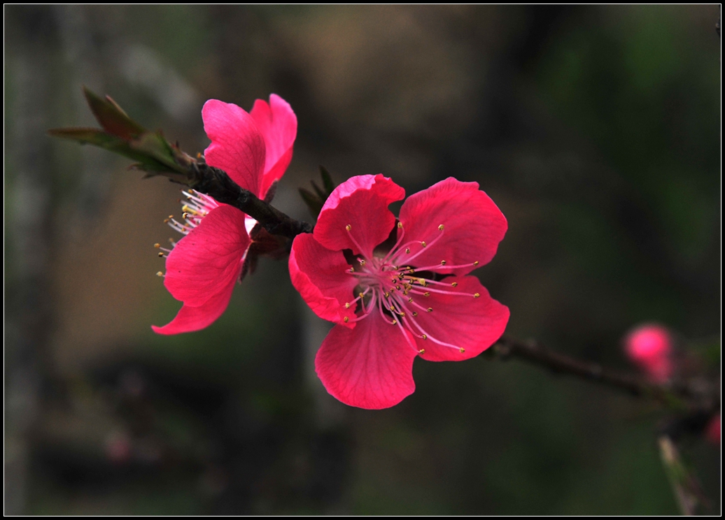 桃花(红色,白色)