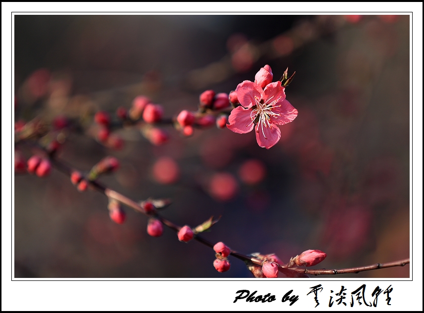 初春桃花三两枝