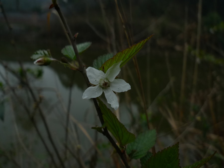 lx3拍花第六辑--荆棘花