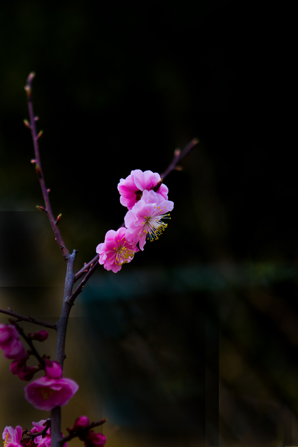 梅花报春