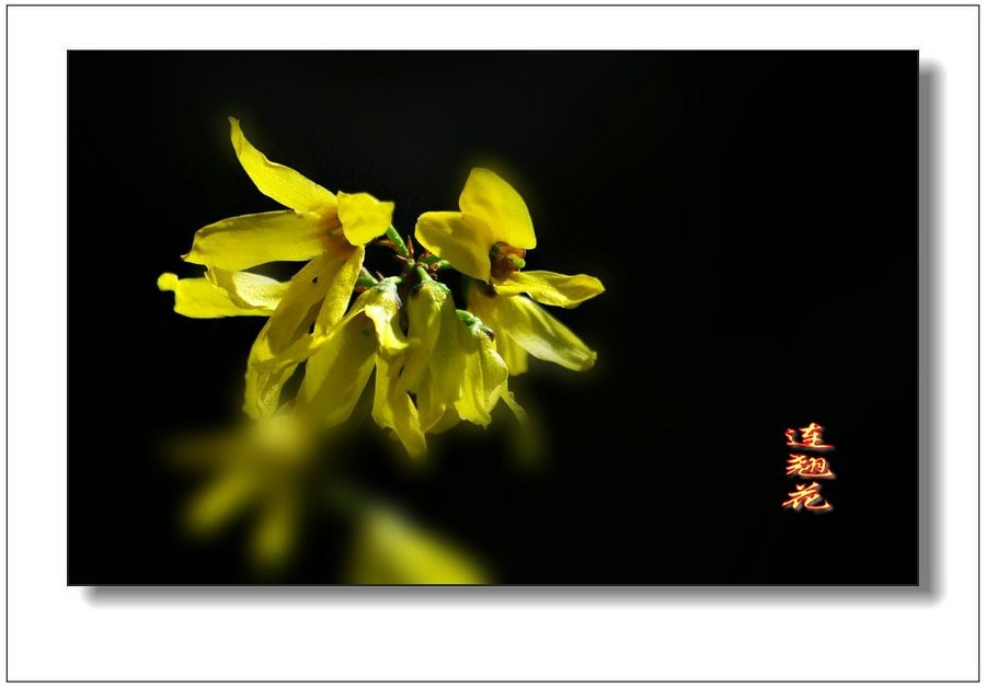 全身是宝连翘花