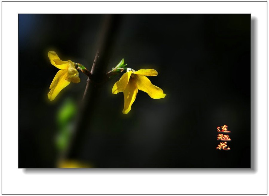 全身是宝连翘花