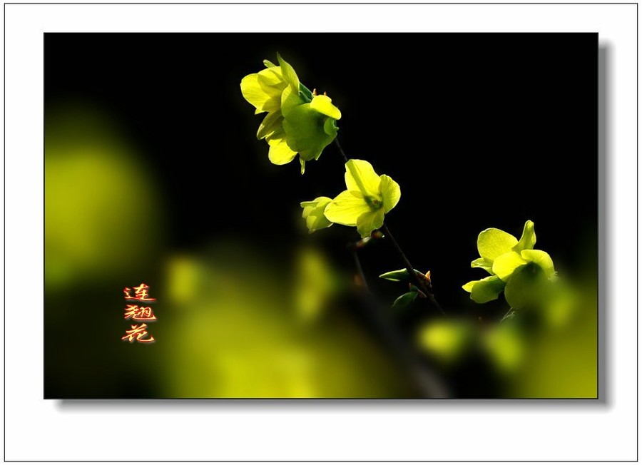 全身是宝连翘花