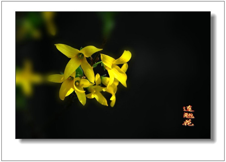 全身是宝连翘花