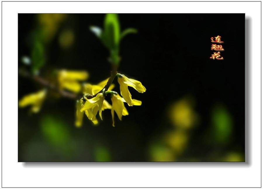 全身是宝连翘花