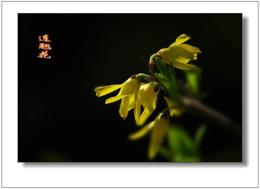 全身是宝连翘花