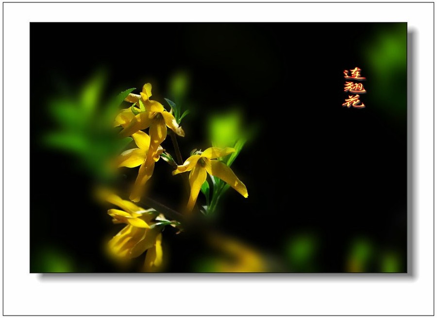 全身是宝连翘花