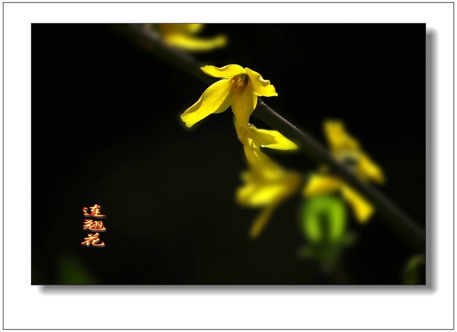 全身是宝连翘花
