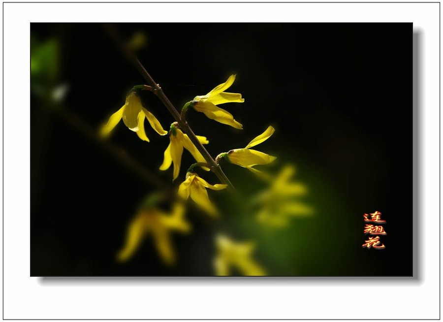 全身是宝连翘花