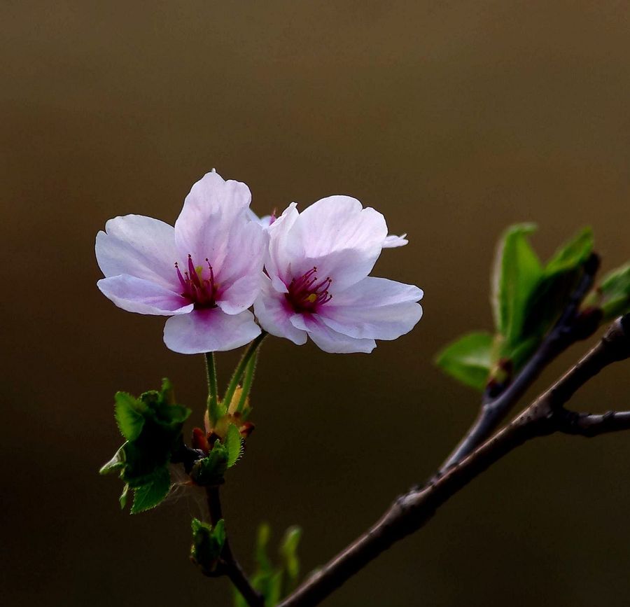 樱花,桃花