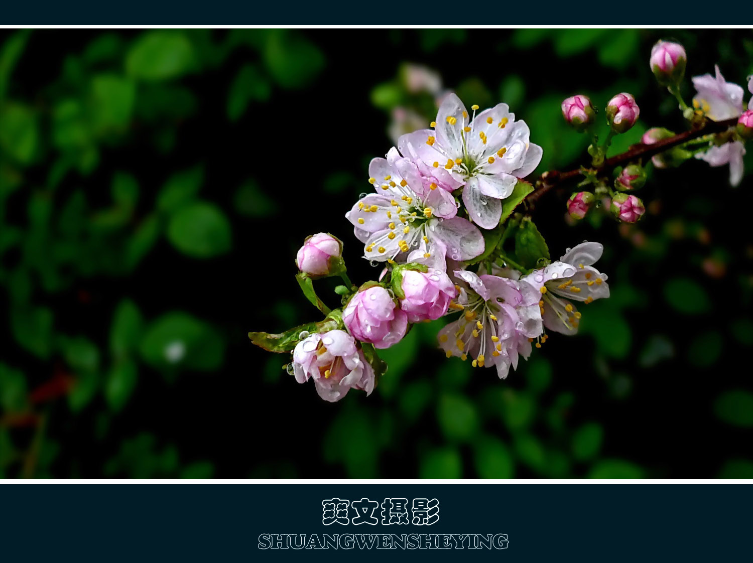 山樱桃花