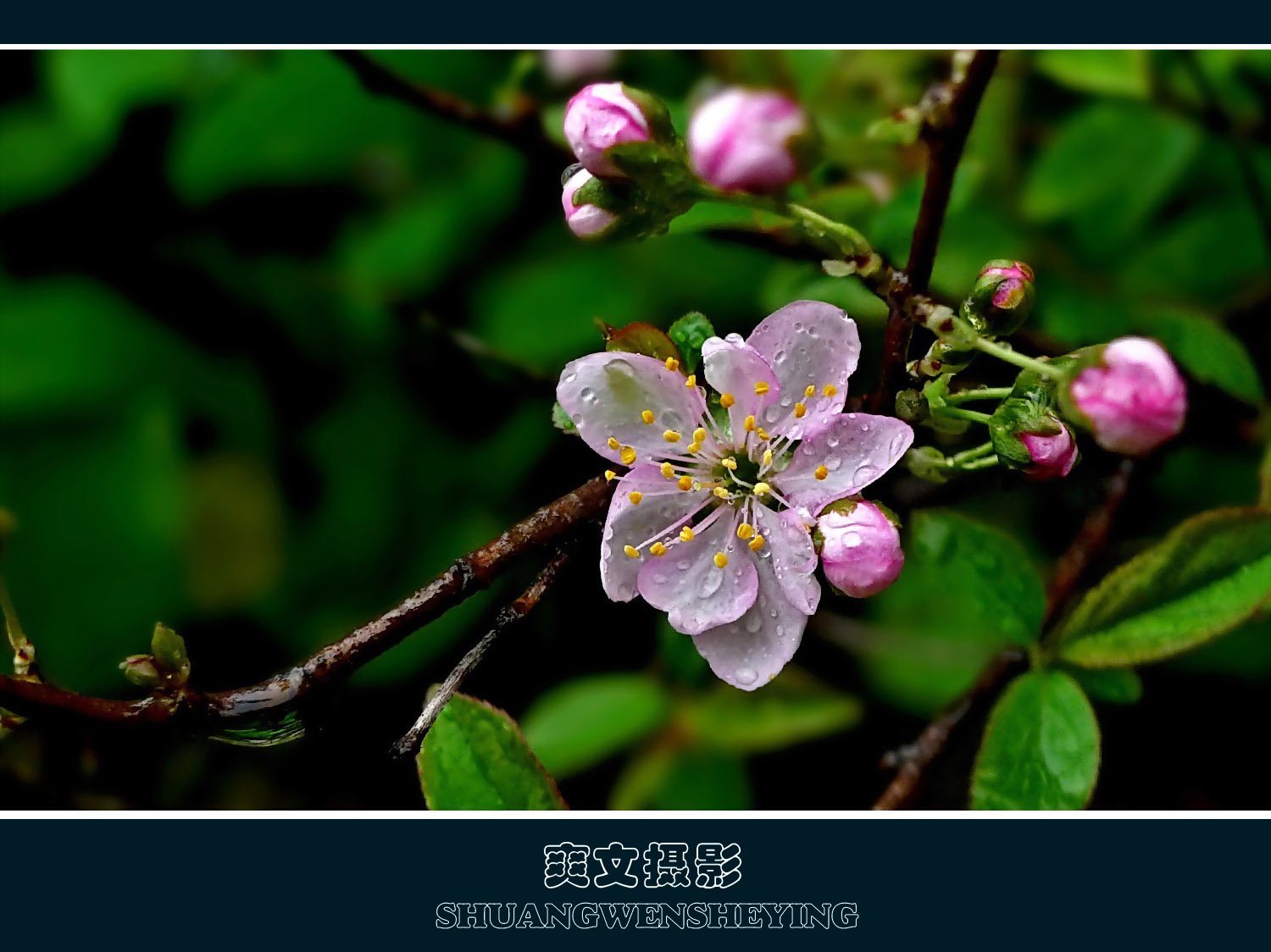 山樱桃花